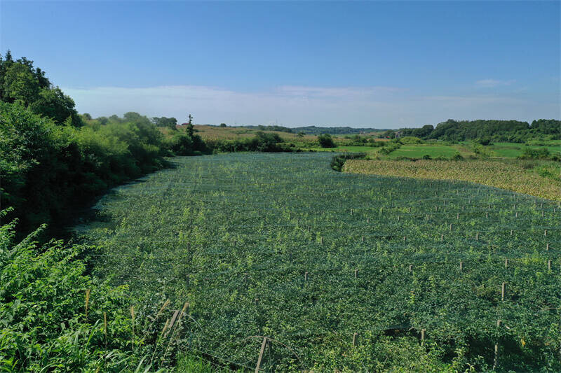 黃沙街鎮(zhèn)：產(chǎn)業(yè)興旺激活鄉(xiāng)村振興源頭活水