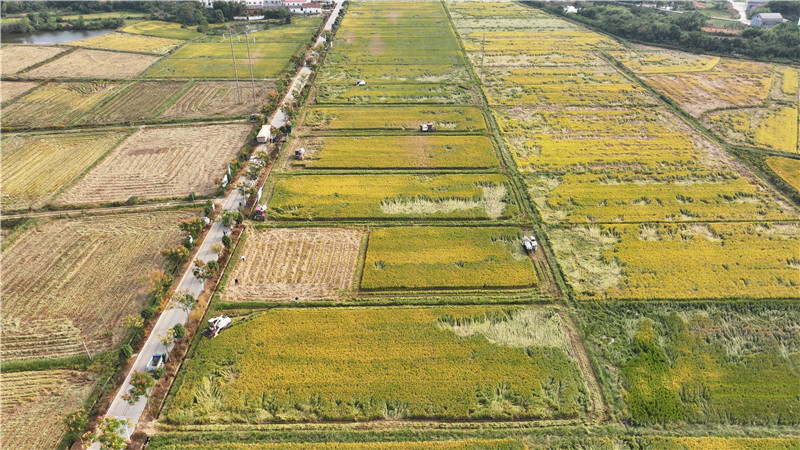 晚稻延期开镰 烘干机械化助力秋粮入库