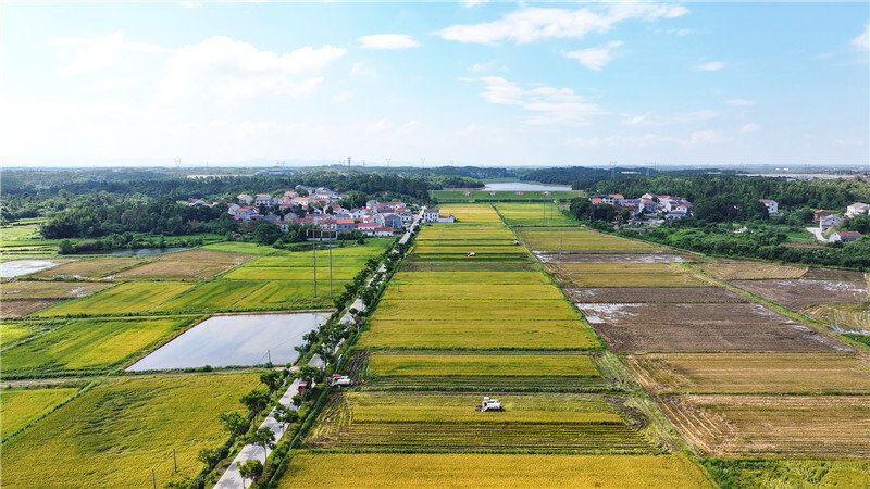 “五彩产业”绘就乡村振兴新画卷