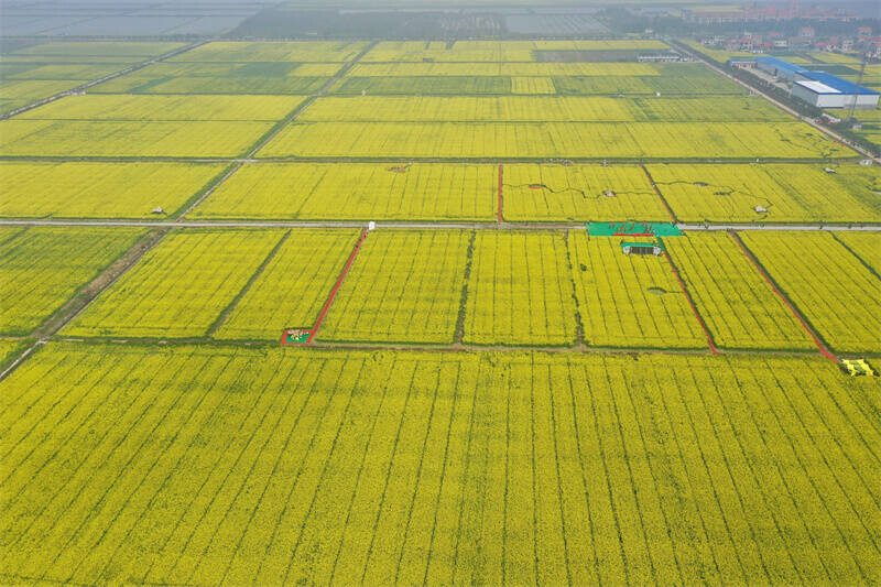 岳阳县中洲油菜花赏花季暨凌云宝塔文化旅游推广活动精彩启动