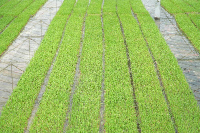 预制育秧“黑科技” 解锁晚稻种植新范式